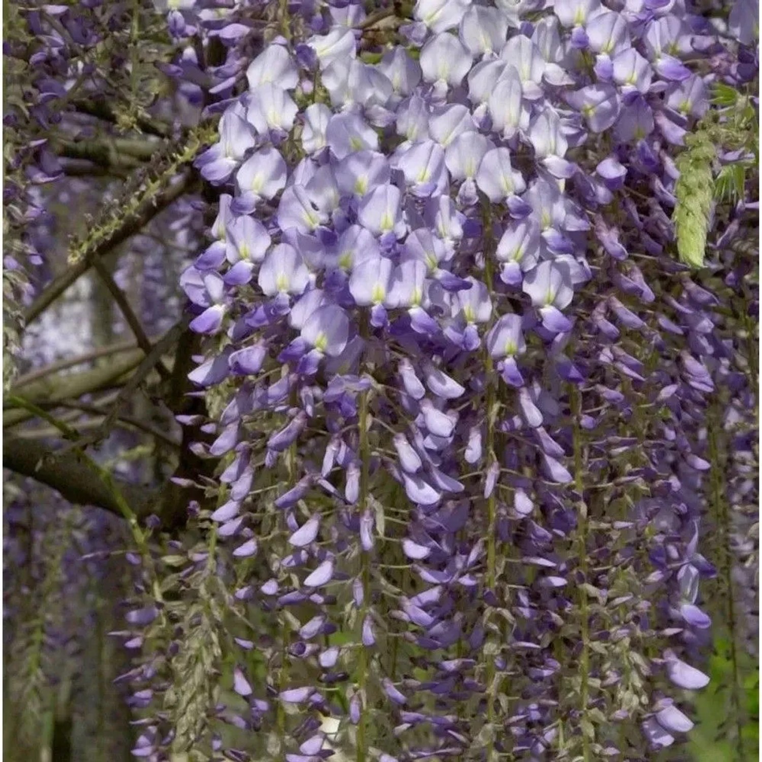 blauregen stämmchen prolific 3 Stück Wisteria sinensis Prolific 25-50 cm Chinesischer Blauregen main image 1
