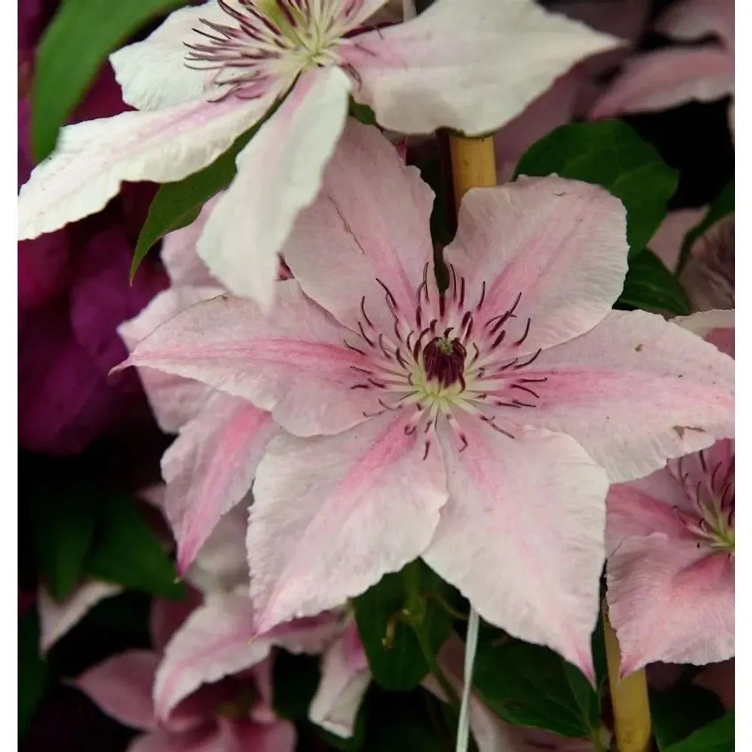 Waldrebe Pink Fantasy 60-80cm - Clematis