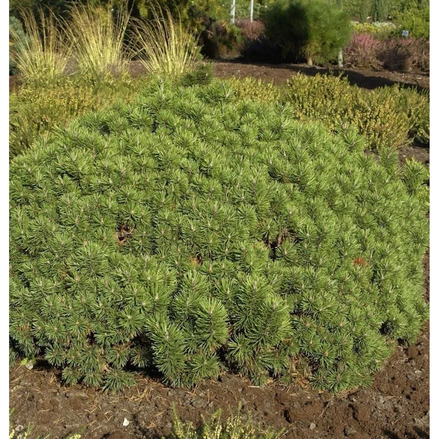 Zwerg Kiefer Mini Mops 15-20cm - Pinus mugo