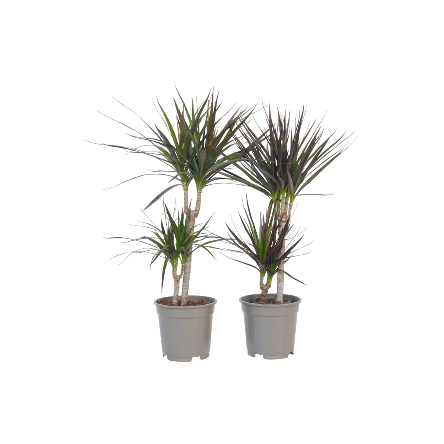 Plant In A Box Drachenbaumen X4  Dracaena Marginata Höhe 70cm Ø17 Grün