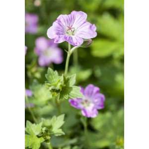 Rosa Pyrenäen Storchschnabel (Geranium Endressii) im 9x9 cm Topf.