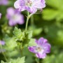 Rosa Pyrenäen Storchschnabel (Geranium Endressii) im 9x9 cm Topf.