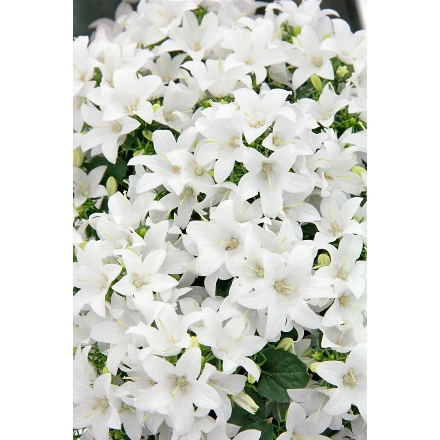 Campanula Cochleariifolia Bayerische Glockenblume Gen Ca 9x9 cm Topf günstig online kaufen
