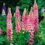 Rosa Lupinen Schlossfrau (Lupinus polyphyllus) im 11x11 cm Topf.
