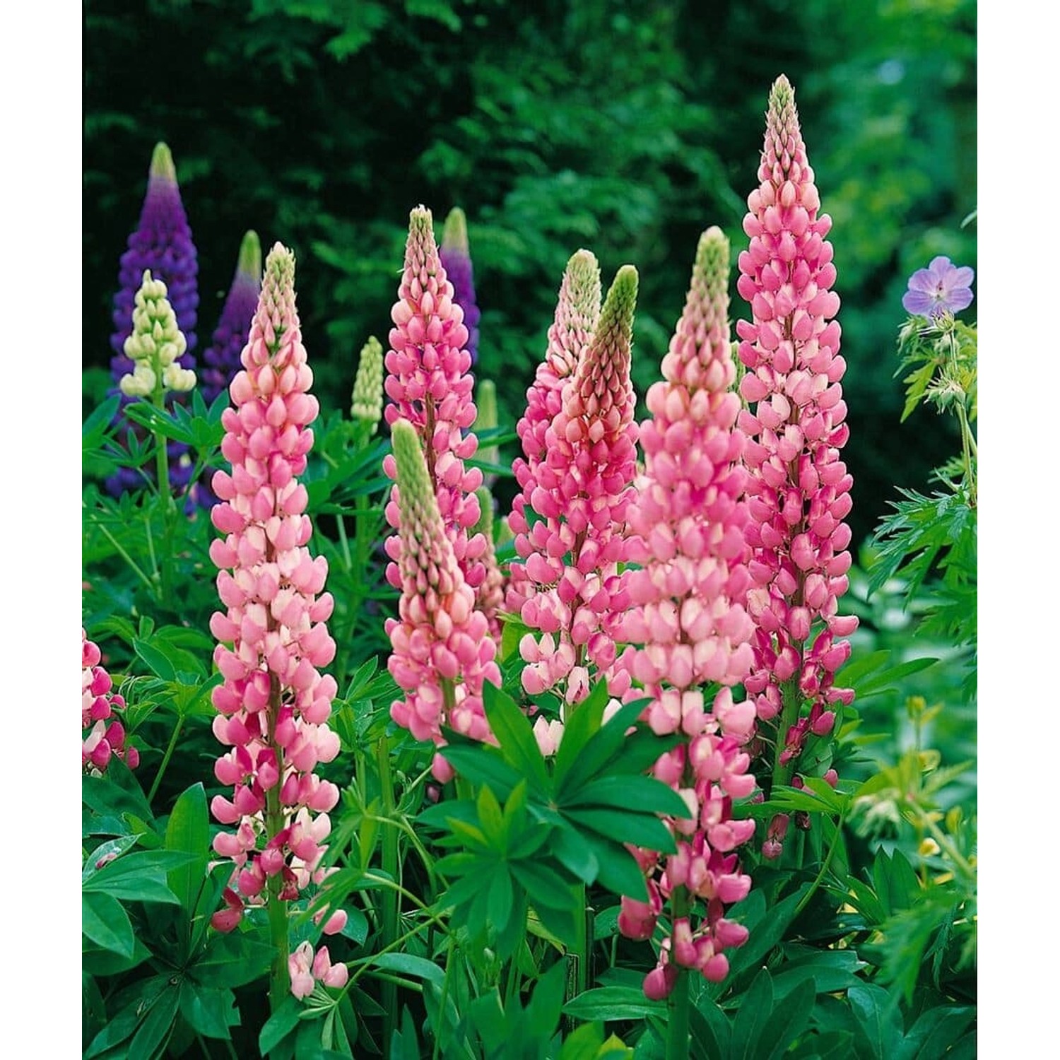 Lupinus Polyphyllus Schlossfrau Vielblättrige Lupine Ca. 11x11 cm Topf günstig online kaufen