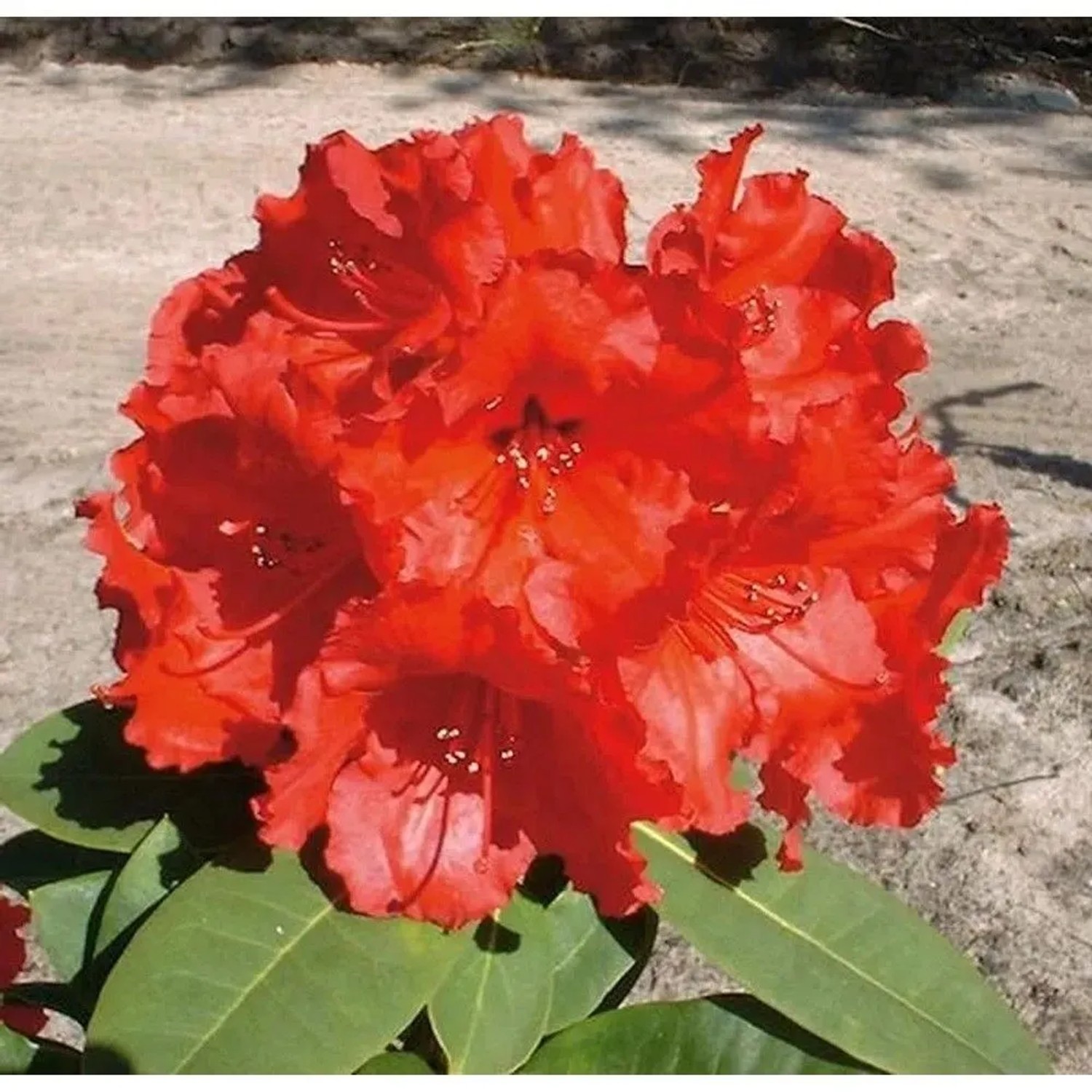 Großblumige Rhododendron Red Jack 30-40cm - Alpenrose