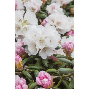 Nahaufnahme des Rhododendron Yakushimanum Dreamland mit rosa-weißen Blüten und grünen Blättern.