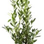 Kirschlorbeer Caucasica im Topf, 80-100cm hoch, Set mit 30 Stück für Hecke.