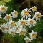 Strauß Margerite - Tanacetum corymbosum