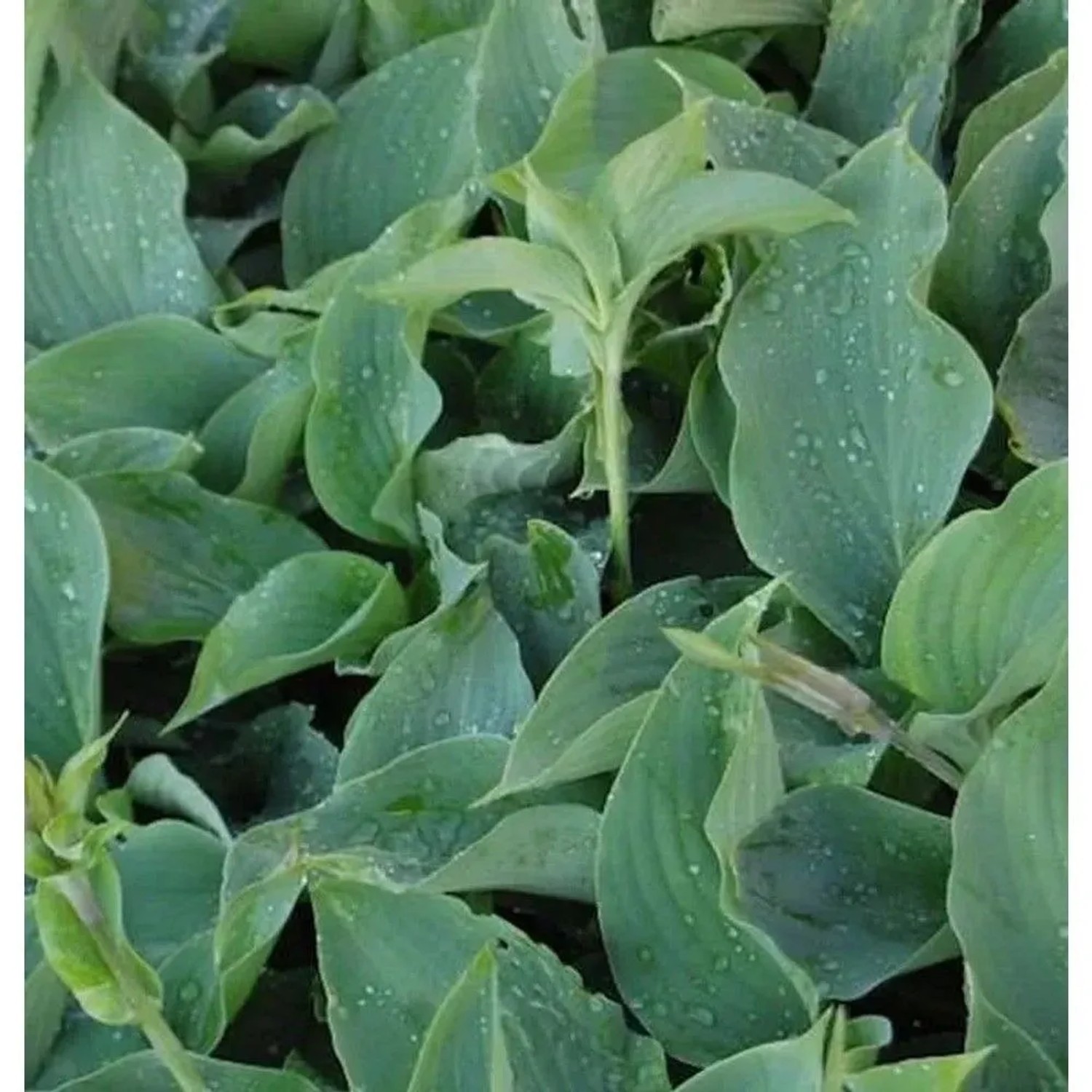 Funkie Empress Wu - Hosta cultorum