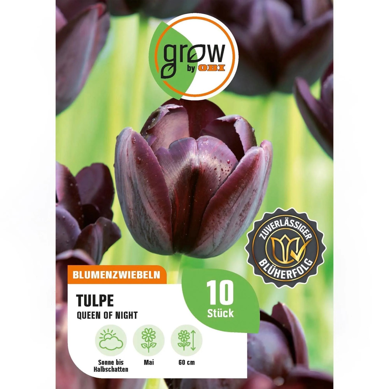 GROW by OBI Tulpe Queen of Night Purple 8 St.Tulipa single,ate Queen of Night
