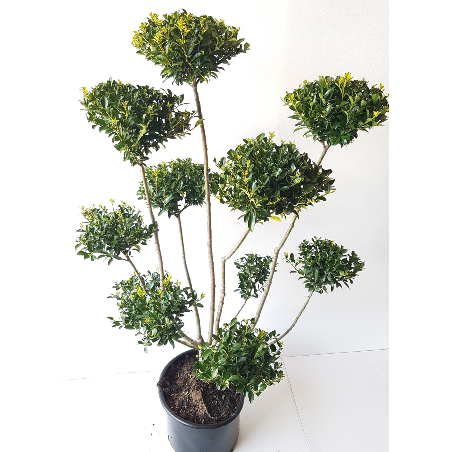 Pflanzen-Boering Garten-Bonsai Ilex Kanehirae Gesamthöhe 130-140 cm Pflanze günstig online kaufen