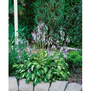 Funkie 'Undulata Univittata' im Topf, grüne Blätter mit weißem Streifen und violette Blüten.