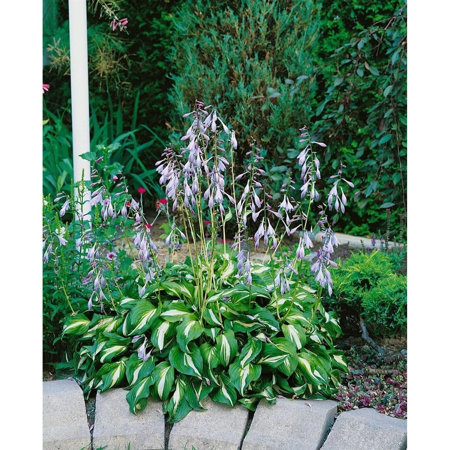 Hosta Undulata Univittata Funkie Ca. 11x11 cm Topf günstig online kaufen