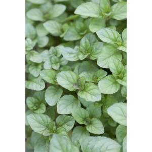 Nahaufnahme der Zitronenminze (Mentha x piperita var. citrata) im 9x9 cm Topf. Grüne Blätter.
