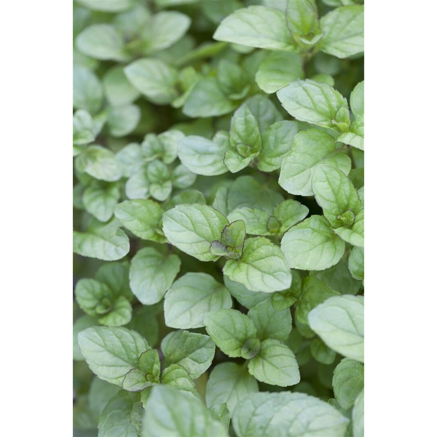 Mentha X Piperita Var.citrata Zitronenminze Ca. 9x9 cm Topf günstig online kaufen
