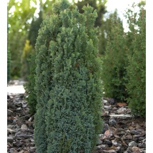 Säulen-Scheinzypresse 'Ellwoodiis Pillar', 30-40cm, immergrüner Strauch für Garten und Beet.