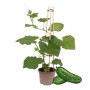 Exotenherz Gurkenpflanze im Topf mit Rankhilfe für Balkon und Garten.