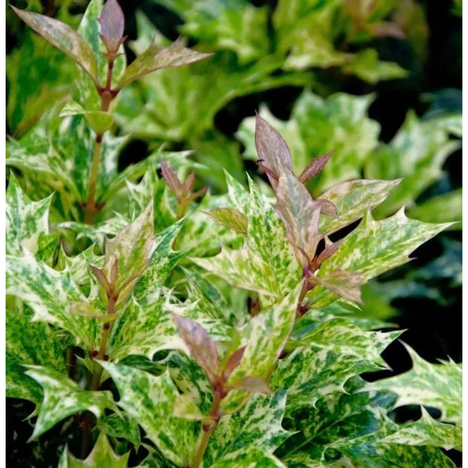 Herbstduftblüte Goshiki 40-50cm - Osmanthus heterophyllus