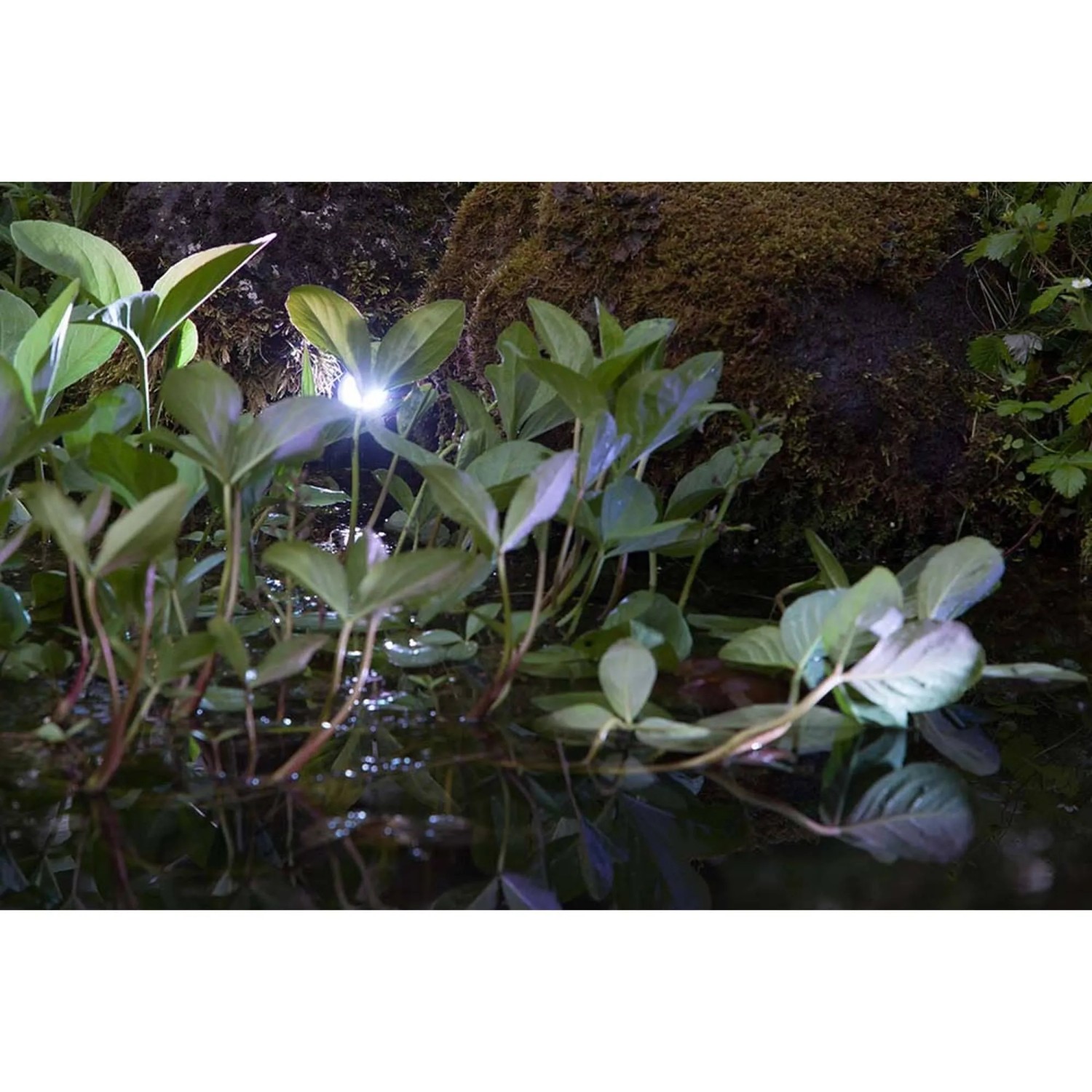 Heissner SMART LIGHT Starter-Set: LED-Spots beleuchten Teichpflanzen warmweiss.