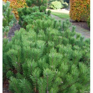 Grüne Zwerg Bergkiefer (Pinus mugo) im Garten, ca. 20-25cm hoch.