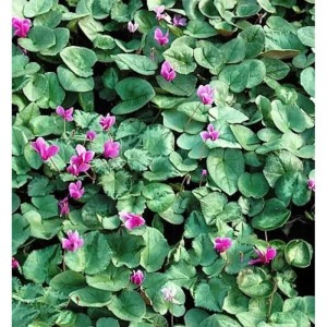 Herbst Alpenveilchen Silverleaf - Cyclamen hederifolium