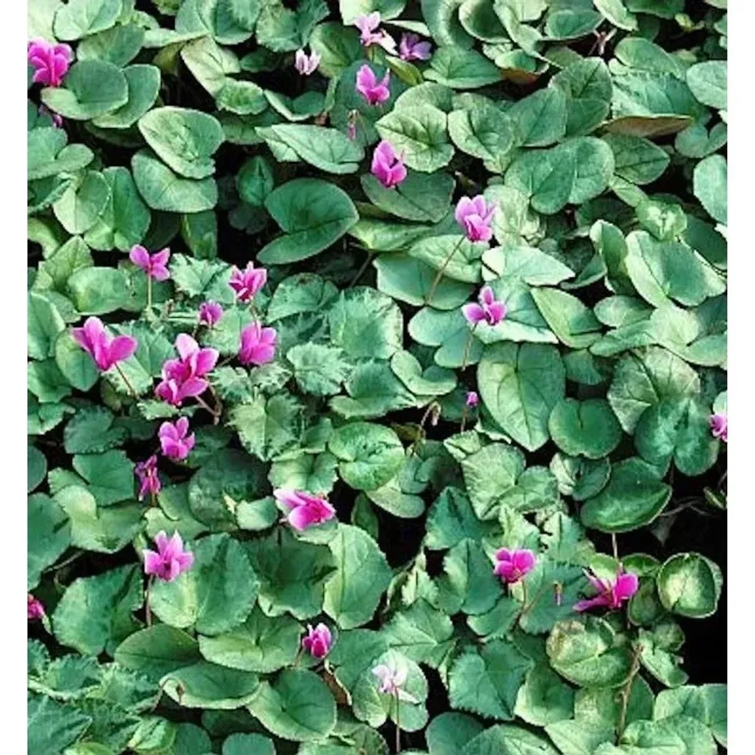Herbst Alpenveilchen Silverleaf - Cyclamen hederifolium_2