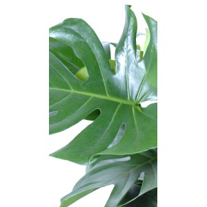 Nahaufnahme eines grünen Fensterblatts (Monstera Deliciosa) mit charakteristischen Blattdurchbrüchen.