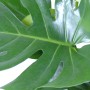 Nahaufnahme eines grünen Fensterblatts (Monstera Deliciosa) mit charakteristischen Blattdurchbrüchen.