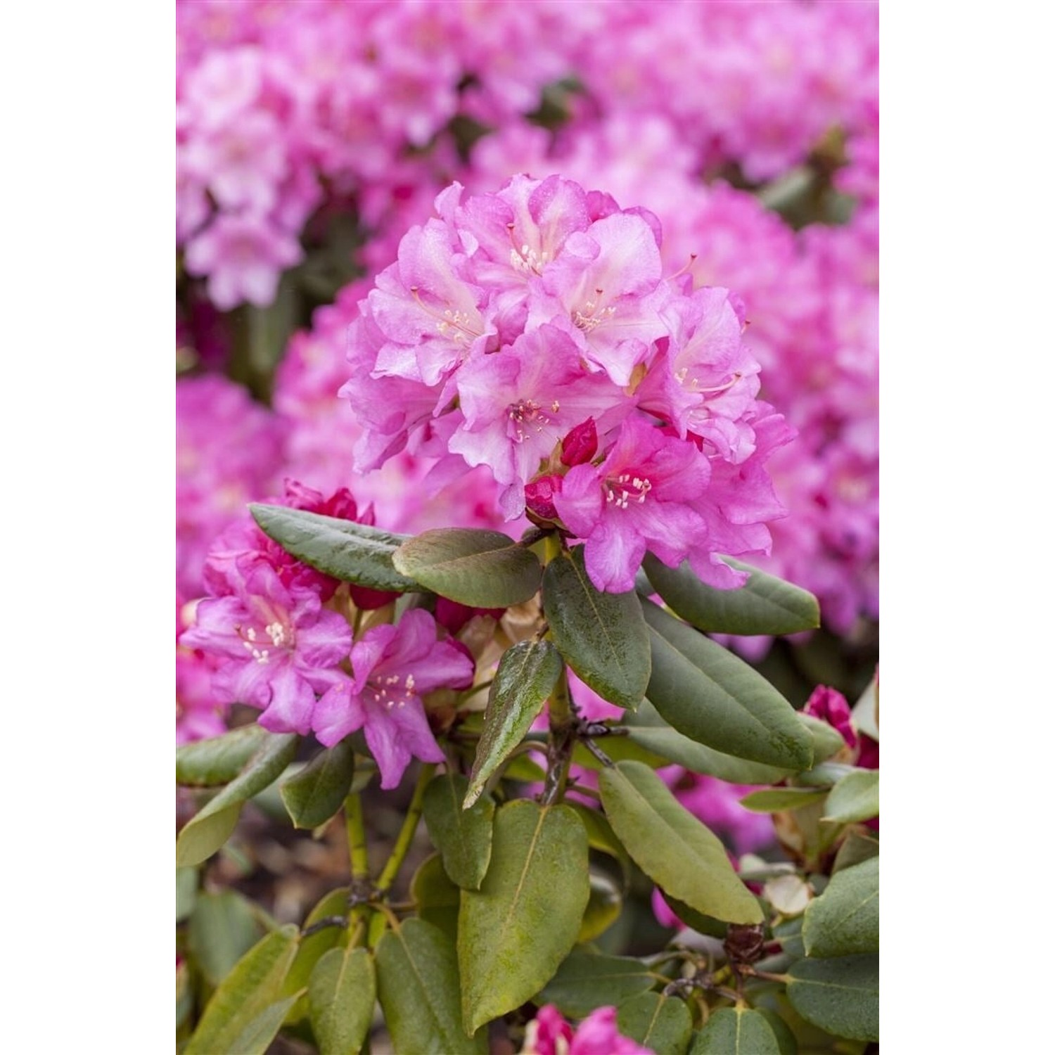 Rosa Rhododendron Yakushimanum Blurettia mit üppigen Blüten und grünen Blättern.