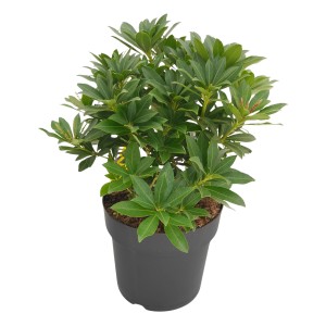 Schattenglöckchen Sarabande Weiß im Topf, grüne Blätter.