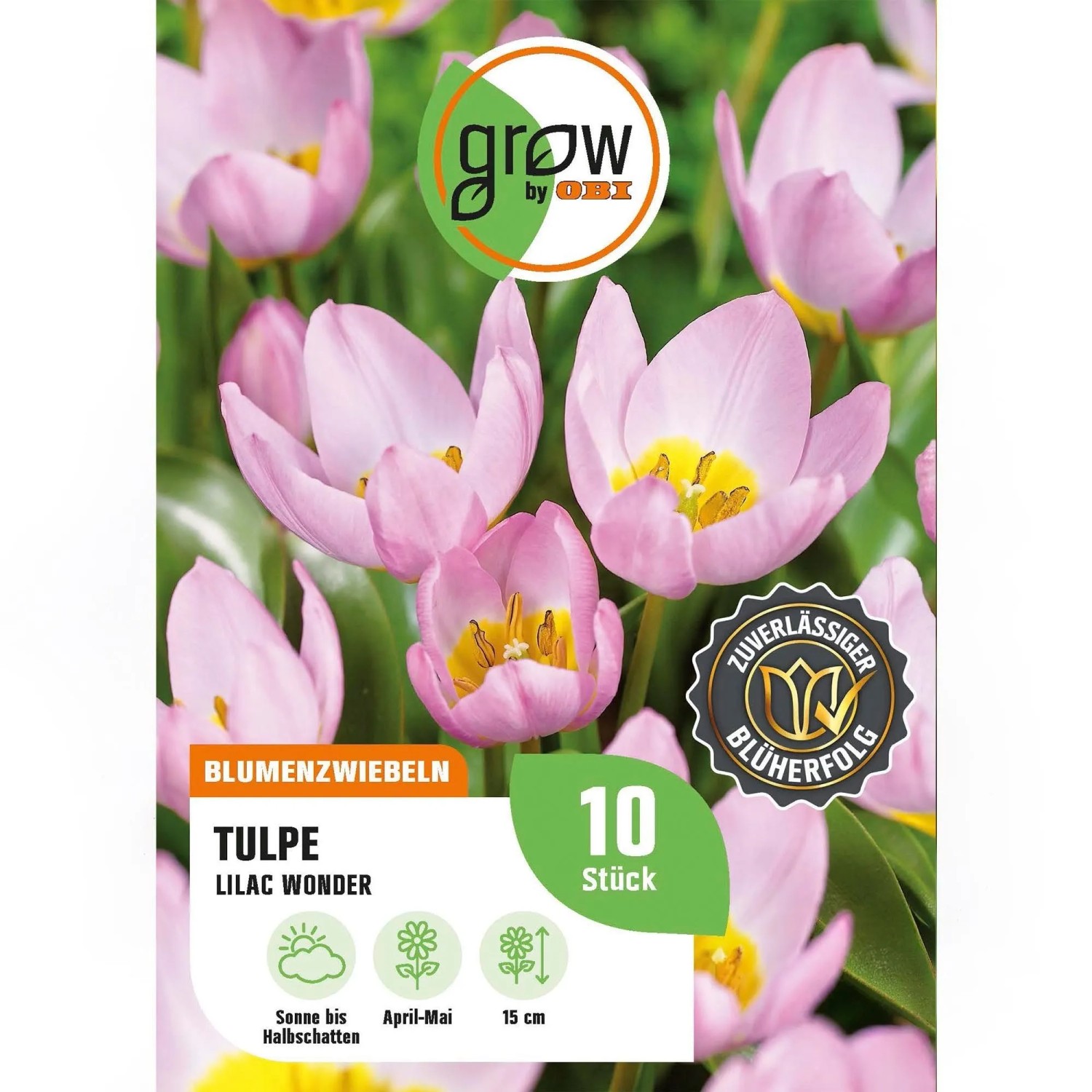 GROW by OBI Tulpe Lilac Wonder Rosa 8 Stück Tulipa bakeri Lilac Wonder