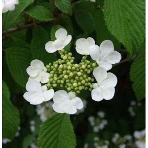 Nahaufnahme des Pyramiden Schneeball Kilimanjaro (Viburnum plicatum) mit weißen Blüten und grünen Knospen.