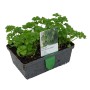 Krause Petersilie im 6er-Pack in Schale, ideal für Kräutergarten & Küche.