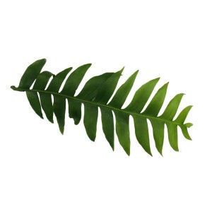 Detailaufnahme eines grünen Sägeblatt-Kaktus (Epiphyllum anguliger) Blattes.