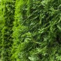 Grüne Thuja 'Columna' Heckenpflanze, 125-150 cm hoch, ideal für dichte, immergrüne Hecken.