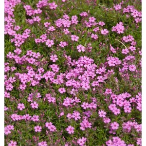Niedrige Flammenblume Zwergenteppich (Phlox subulata) mit vielen kleinen, rosa Blüten.