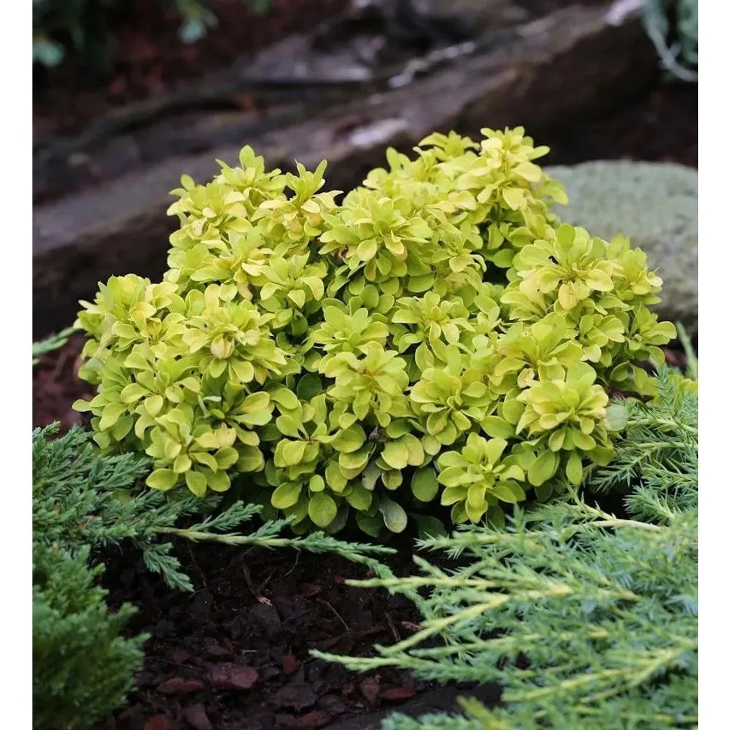 Beberitze Tiny Gold 15-20cm - Berberis thunbergii