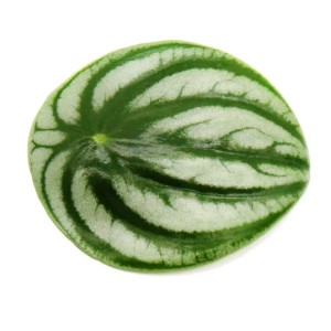Blatt der Wassermelonen-Peperomie (Peperomia argyreia) mit grün-silbernen Streifen.
