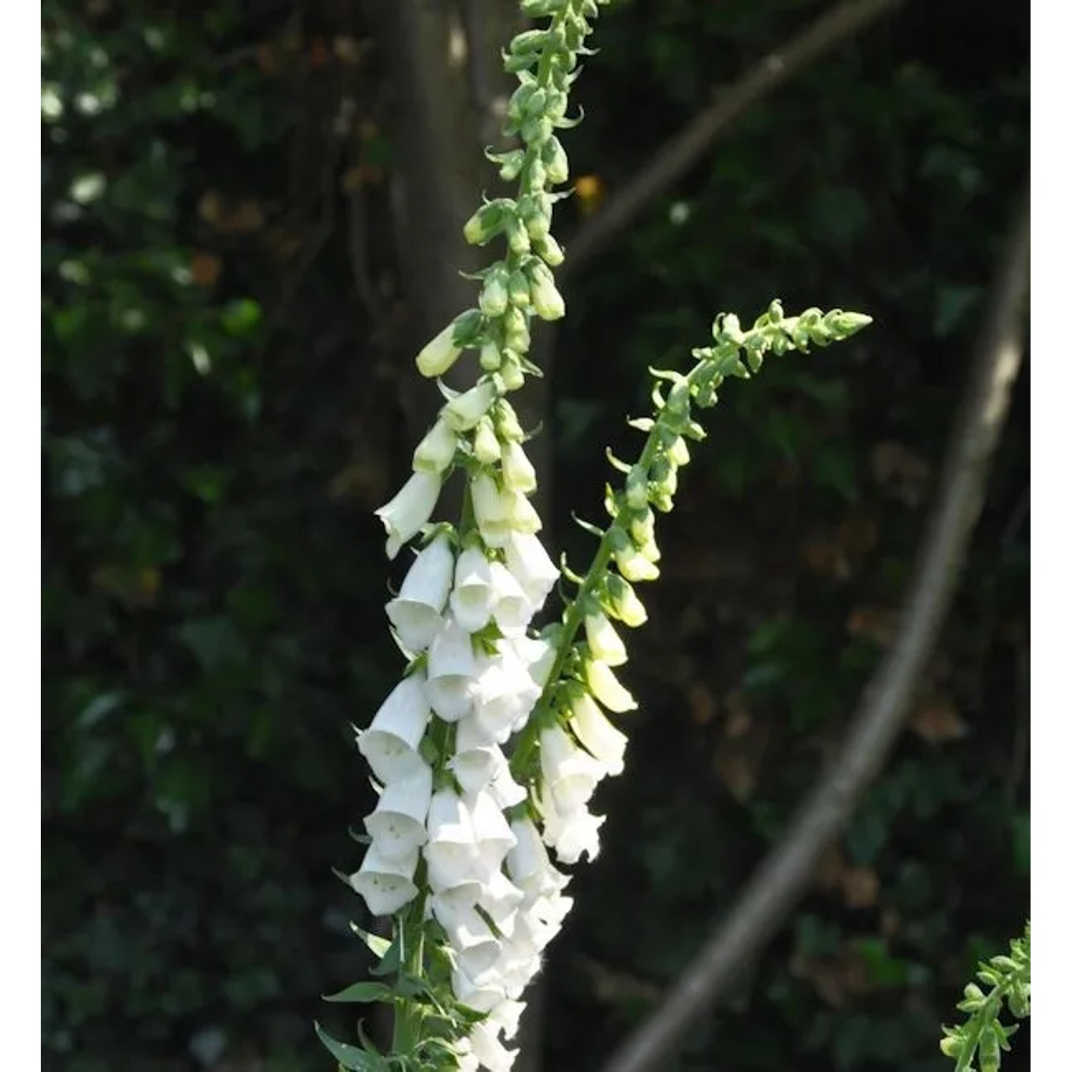 Fingerhut Snow Thimble - Digitalis purpurea