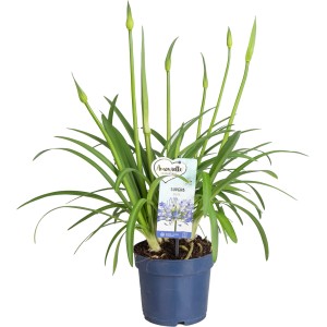 Schmucklilie 'Amourette Superb Blau' im Ø 17 cm Topf, eine dekorative, blühende Zimmerpflanze.