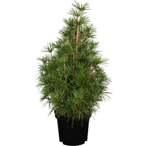 Japanische Schirmtanne im Topf, ca. 30-40 cm hoch, grüne Nadeln, Sciadopitys.