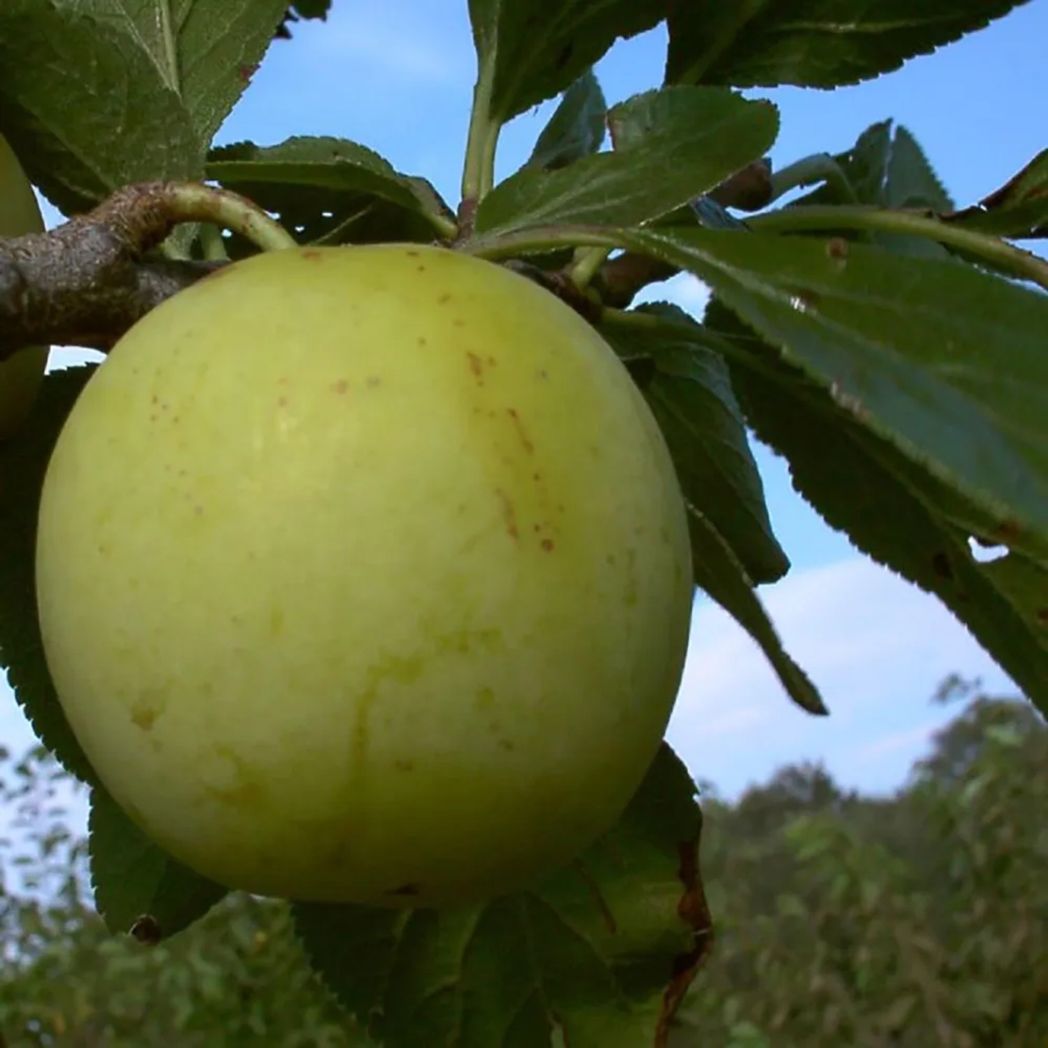 Reneclode Oullins Reneclode 100 - 120 cm Prunus domestica