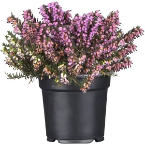 Winterheide Erica darleyensis '1st Dinner' im Topf, rosa Blüten, ca. 10-20 cm hoch.