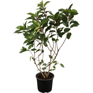 Rispenhortensie Pinky Winky im Topf, ca. 50-60 cm hoch, grüne Blätter.