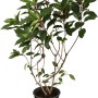 Rispenhortensie Pinky Winky im Topf, ca. 50-60 cm hoch, grüne Blätter.