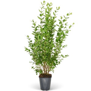 Rotbuche (Fagus sylvatica) im Topf, Set mit 30 Stück für Heckenpflanzung.
