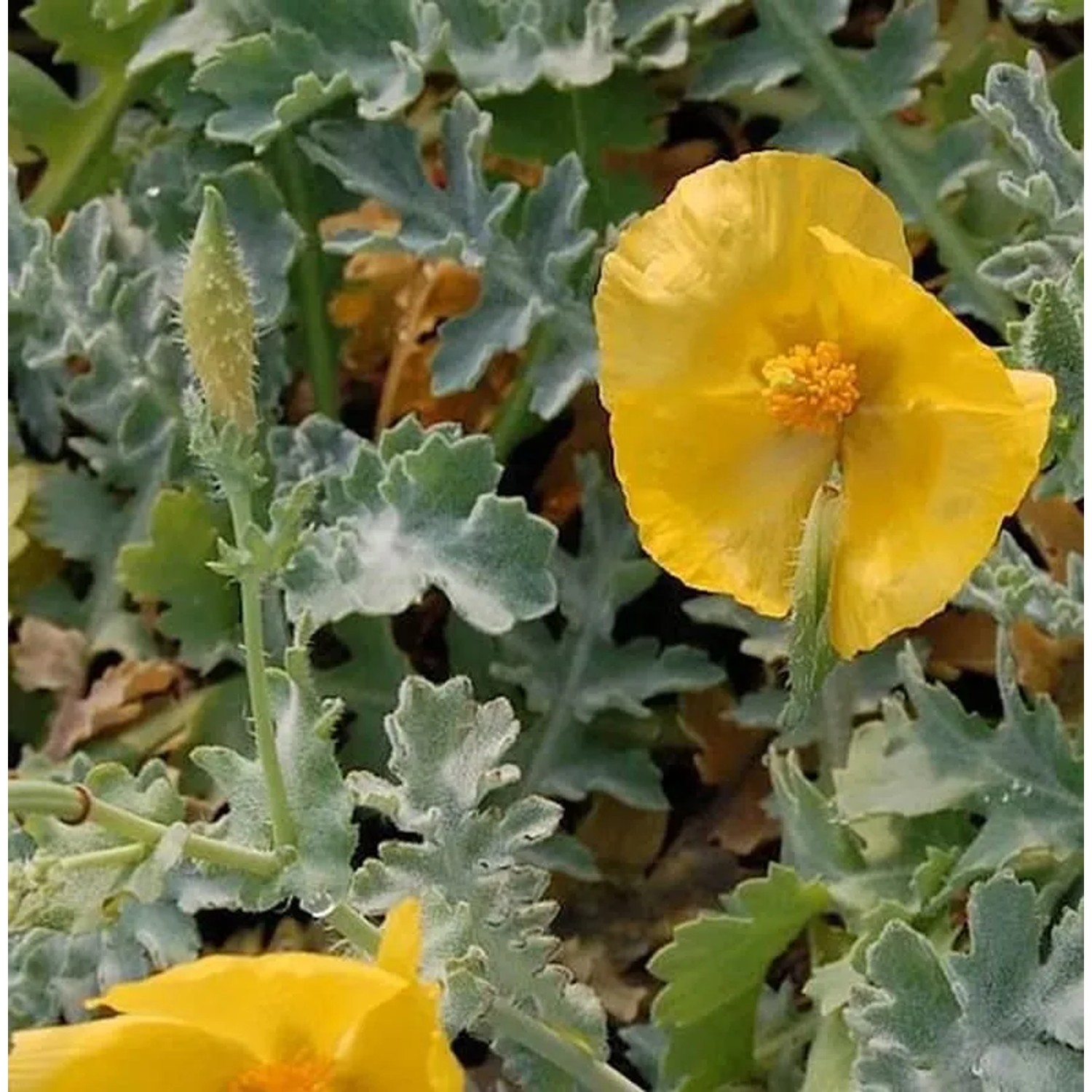 Hornmohn - Glaucium flavum