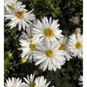 Nahaufnahme der weißen Kissenaster Niobe (Aster dumosus) mit gelber Blütenmitte.