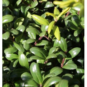 Detailaufnahme des Ilex crenata 'Glorie Dwarf' Kugelschnitt, ein immergrüner Strauch mit kleinen, glänzenden Blättern.